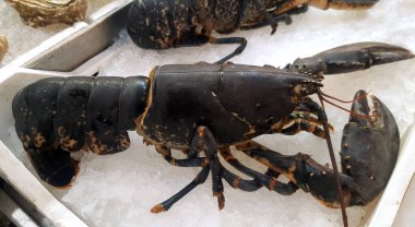 Buzda balık pazarında taze ıstakoz 