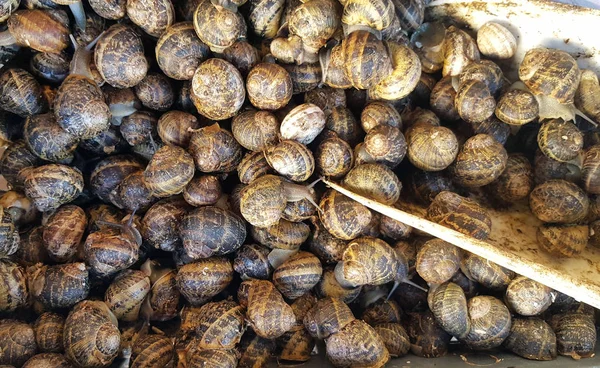 Caracoles Crudos Conchas Vivos Para Venta Mercado Pescado Como Fondo — Foto de Stock