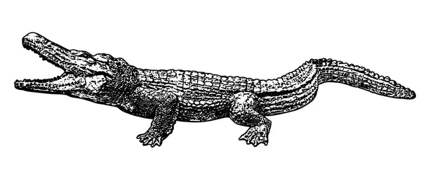 Silhouette Crocodile Sur Fond Blanc Illustration Vectorielle — Image vectorielle