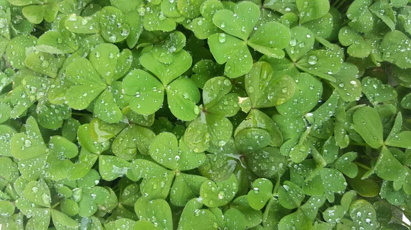 Tło Zielony Liść Koniczyny Kropli Wody Patrick Day Symbol — Zdjęcie stockowe