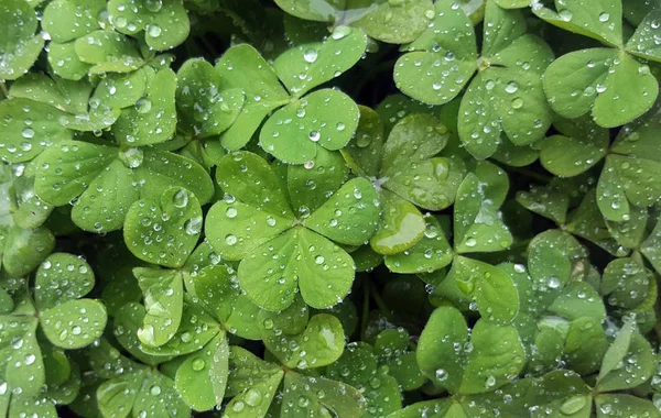 Achtergrond Van Groene Klaver Met Waterdruppels Patricks Dag Symbool — Stockfoto