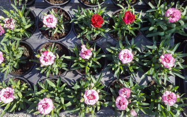 Pembe bahar çiçekleri Satılık