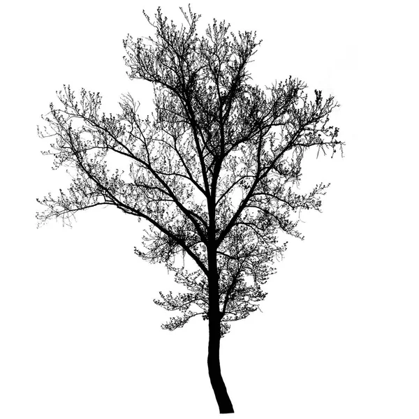 Belle icône de silhouette d'arbre — Image vectorielle