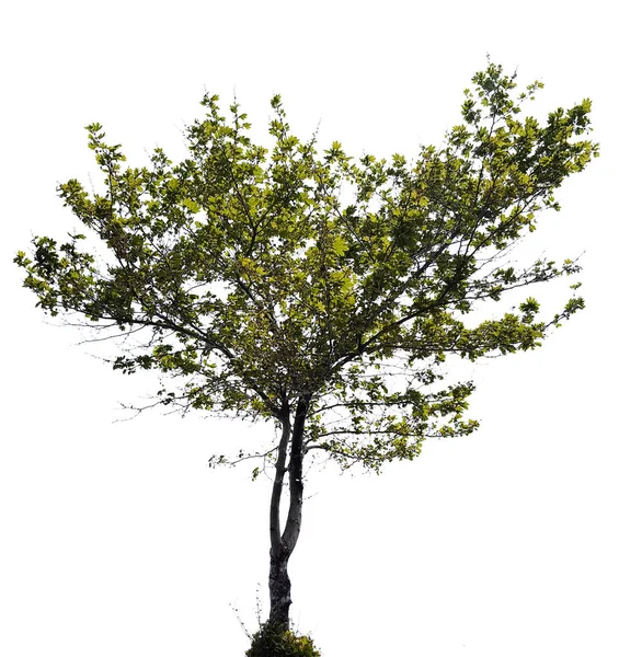 Hermoso árbol con hojas verdes — Foto de Stock