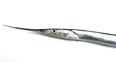 Garfish, deniz iğnesi (Belone belone) 