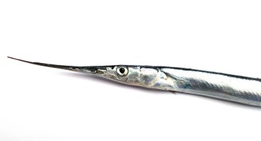 Garfish, sea needle (Belone belone)  clipart