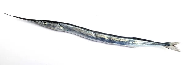 Garfish, sea needle (Belone belone) — Stock Photo, Image