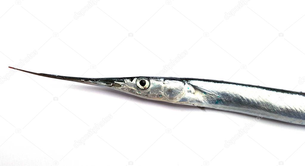 Garfish, sea needle (Belone belone) 