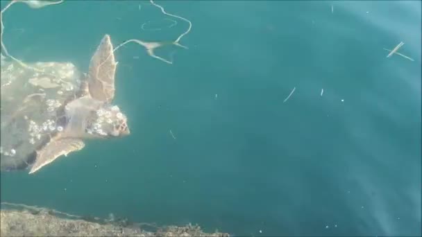 Tartaruga Grande Caretta Caretta Nadando Debaixo Água Tiro Aéreo Cima — Vídeo de Stock