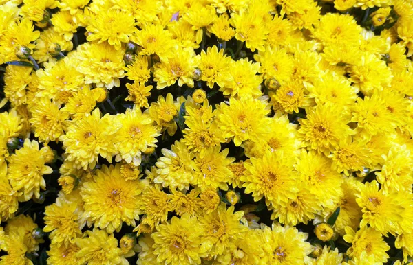 Hermosas Flores Crisantemo Amarillo Como Fondo —  Fotos de Stock