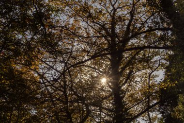 Parlak bir sonbahar gününde yaprakların arasından süzülen güneş ışığı.