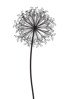 siyah ve beyaz karahindiba