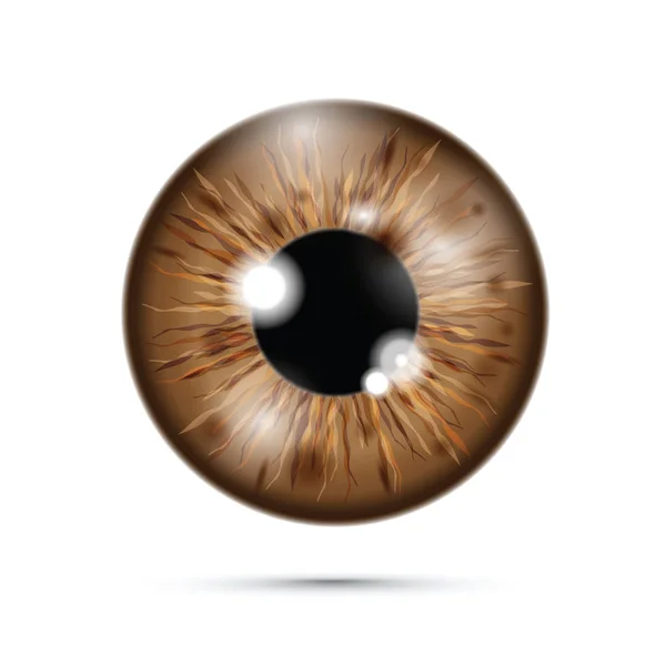 Brown Realistic Eyeball — Stock Vector