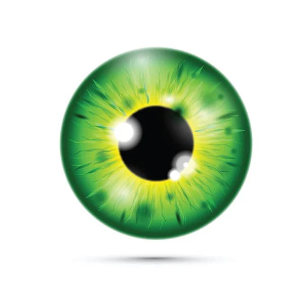 Globo Ocular Verde Realista — Vetor de Stock