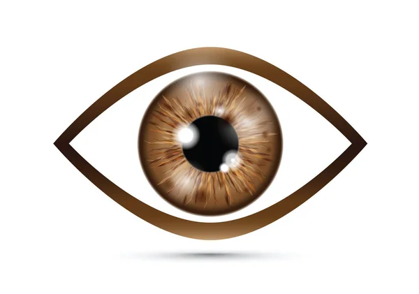 Brown Realistic Eyeball — Stock Vector