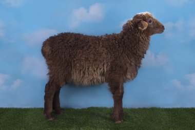 bir yaz gününde bir çayır üzerinde oturdu koyun