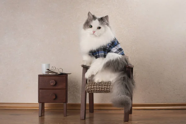Katze Ruht Seiner Wohnung — Stockfoto