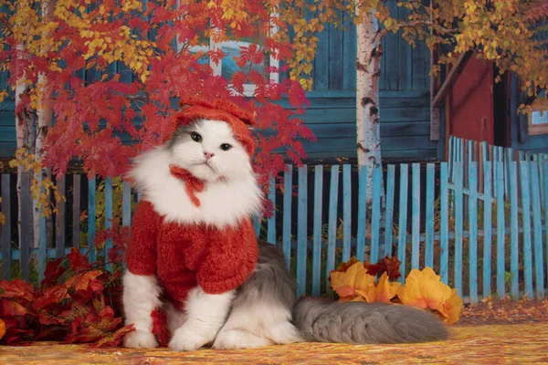 스웨터와 모자에 고양이을 오후에 — 스톡 사진