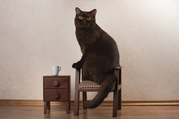 Britská Kočka Odpočívá Svém Bytě — Stock fotografie