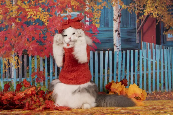 Gatto Maglione Cappello Cammina Nel Pomeriggio Autunnale — Foto Stock