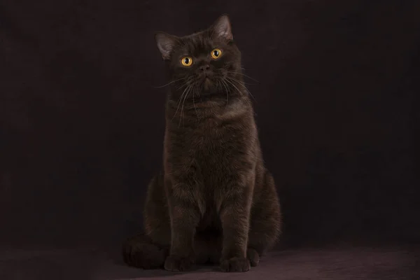Британський Кіт Фоні Шоколаду — стокове фото