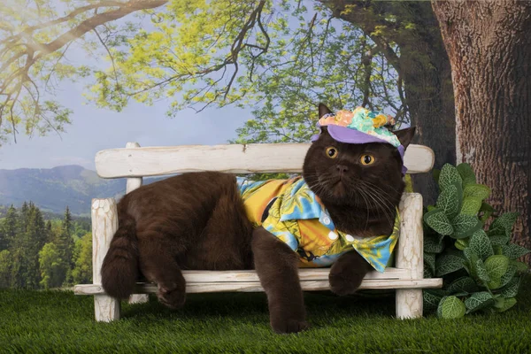 Gato Británico Descansando Bajo Árbol Día Verano —  Fotos de Stock
