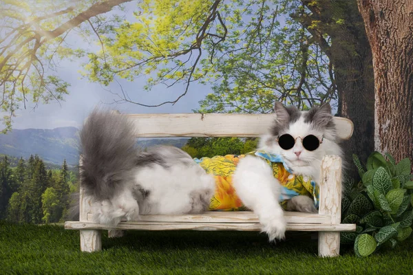 Gato Descansando Bajo Árbol Día Verano —  Fotos de Stock