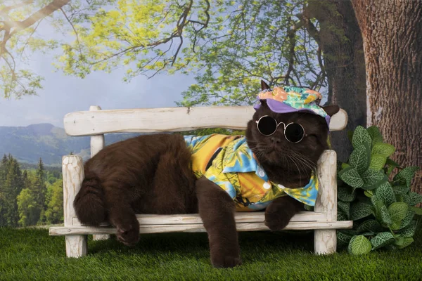 Britská Kočka Odpočívá Pod Stromem Letním Dni — Stock fotografie
