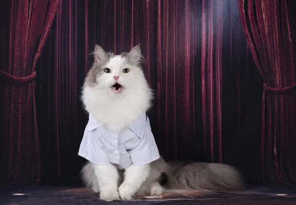 Sahne Alanı Nda Akıllı Kedi Gerçekleştirir — Stok fotoğraf