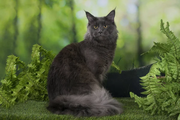 Stora Maine Coon Gömmer Sig Snår — Stockfoto