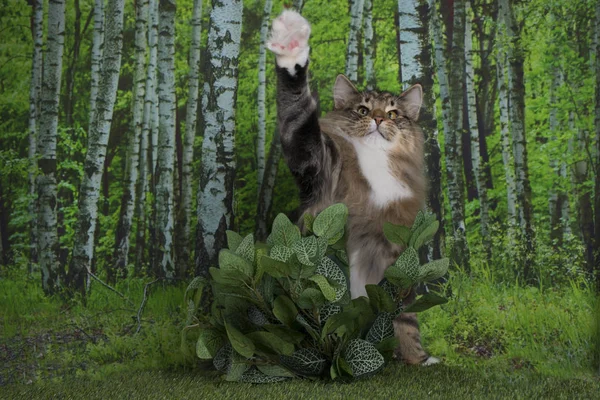 Norwegische Waldkatze Spaziert Birkenwald — Stockfoto