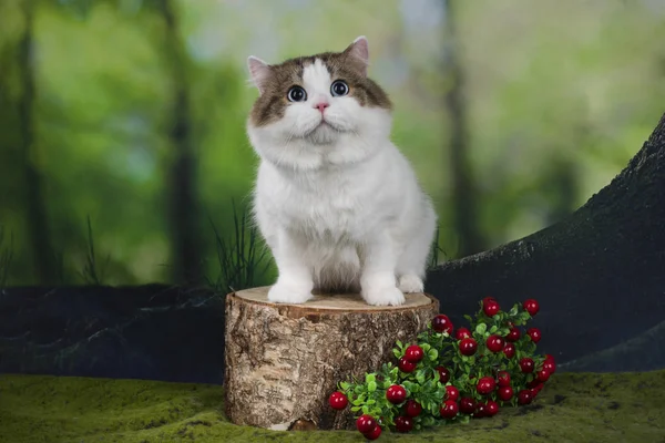 Gatto Passeggia Nel Bosco Giorno Estate — Foto Stock