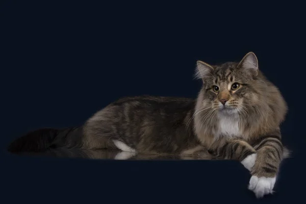 Katze Auf Schlichtem Hintergrund — Stockfoto