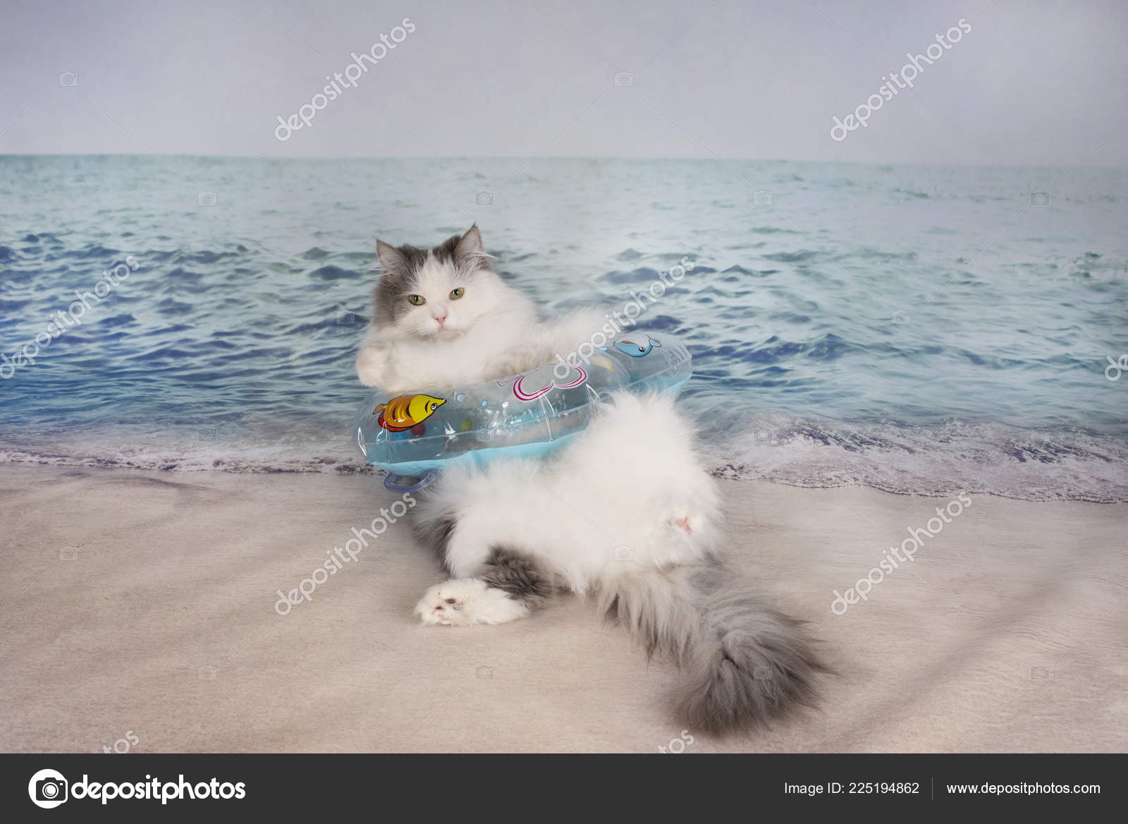 Cat Life Preserver Resting Sea Stock Photo by kuban girl 225194862