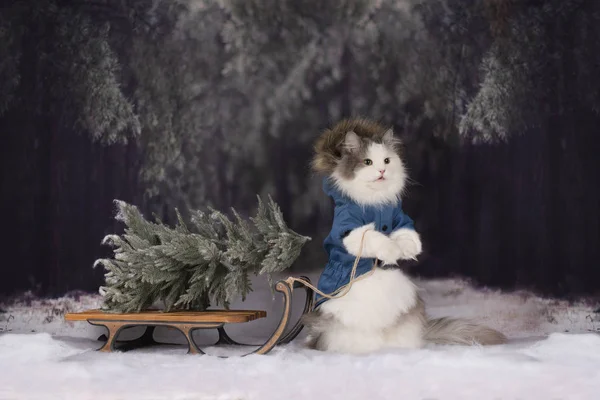 Γάτα Στο Δάσος Χειμώνα Ήρθε Για Χριστουγεννιάτικο Δέντρο — Φωτογραφία Αρχείου