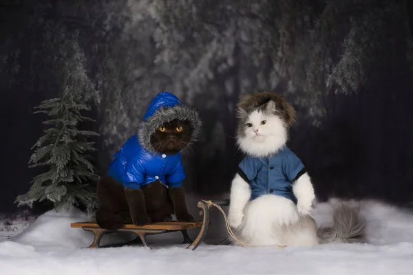 Gato Bosque Invierno Vino Por Árbol Navidad —  Fotos de Stock