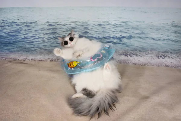 Katze Mit Einem Lebenserhaltungsmittel Ruht Auf Dem Meer — Stockfoto