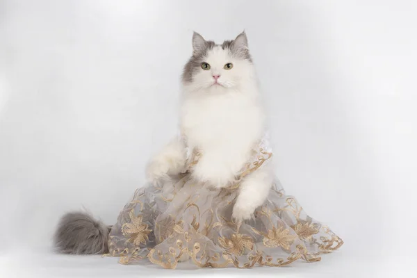 Cat Ball Gown White Isolated Background — Stock Photo, Image