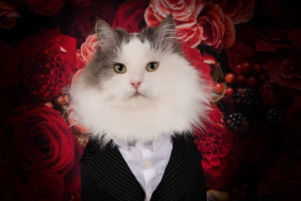 Portret Puszysty Kot Tle Czerwonych Kwiatów — Zdjęcie stockowe