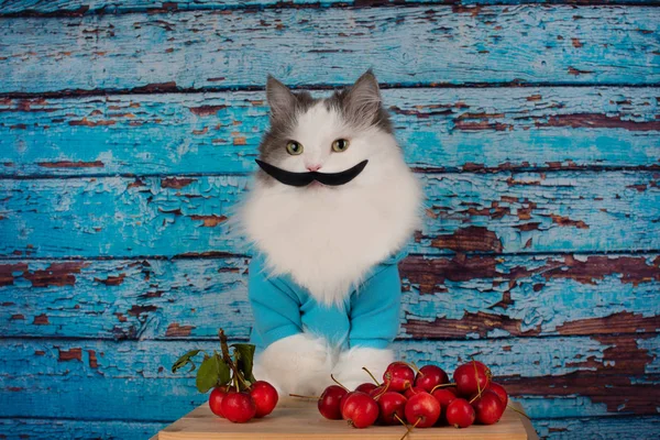 市場で猫トレーダー パラダイスりんご — ストック写真