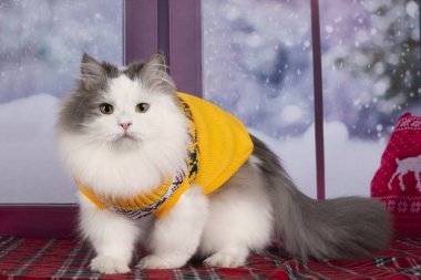 kar pencereden dışarı kedi sarı kazaklı görünüyor