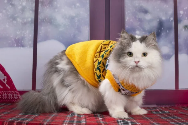 Cat Yellow Sweater Looks Out Window Snow — Stock Photo, Image