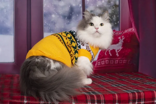 Cat Yellow Sweater Looks Out Window Snow — Stock Photo, Image