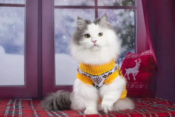 Cat Yellow Sweater Looks Out Window Snow — Stock Photo, Image