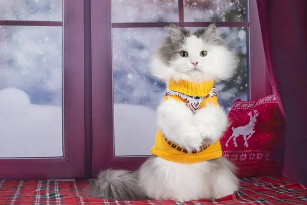 Kot Żółty Sweterek Wygląda Przez Okno Śniegu — Zdjęcie stockowe