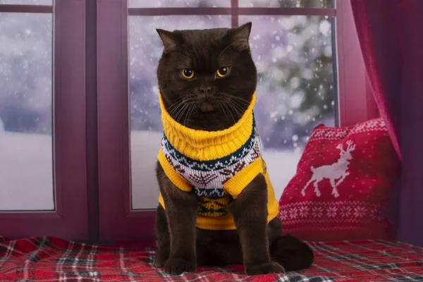 스웨터에 고양이 밖으로 보이는 — 스톡 사진