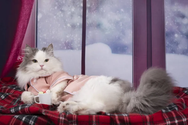 Gato Pijama Beber Cacau Quente Com Marshmallow — Fotografia de Stock