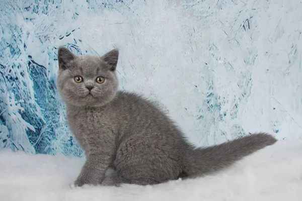 Gattino Britannico Che Gioca Una Foresta Innevata — Foto Stock