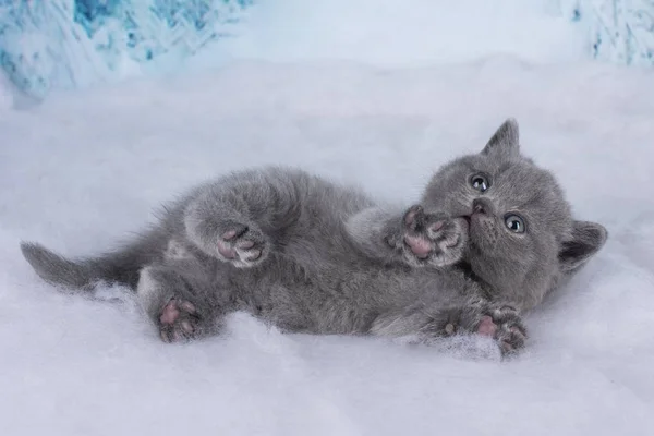 Kittens Play Snowy Woods — Zdjęcie stockowe