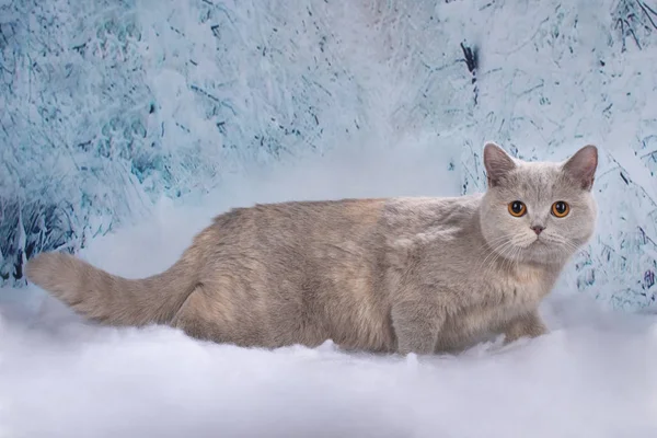 Kittens Play Snowy Woods — Stock Fotó